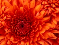 Form di acquisizione info